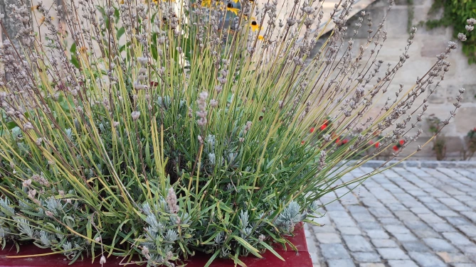 Haaks Pflanzkübel Grijsen Möhrendorf 2