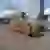 Plane Doppelsitz